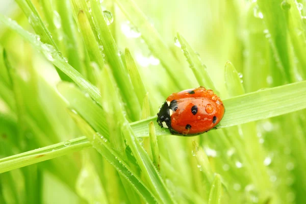 Lieveheersbeestje op gras — Stockfoto