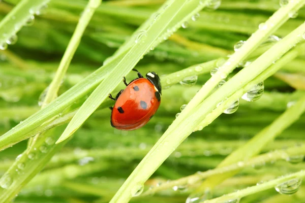 stock image Ladybug on grass