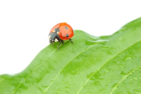 Ladybug on leaf — Stock Photo, Image