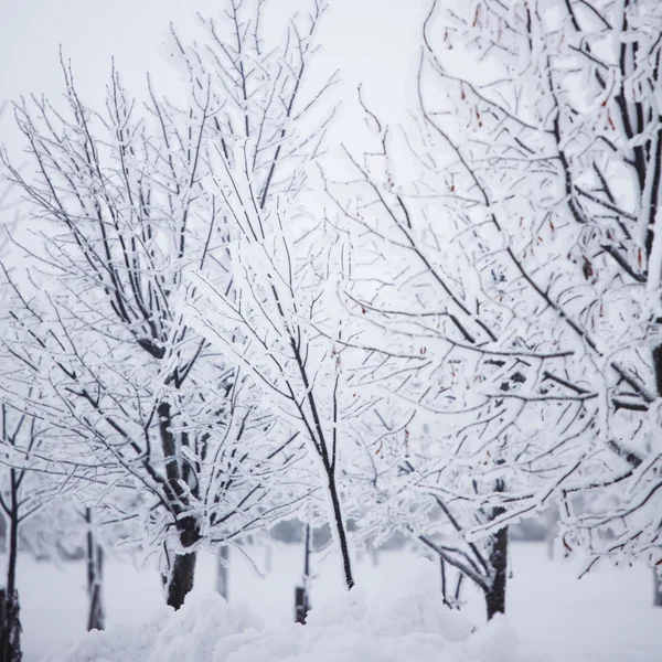 Winterbäume — Stockfoto