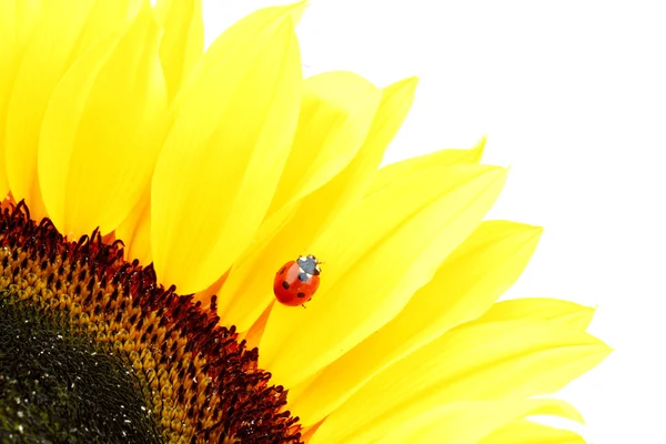 Ladybug on sunflower — Stock Photo, Image