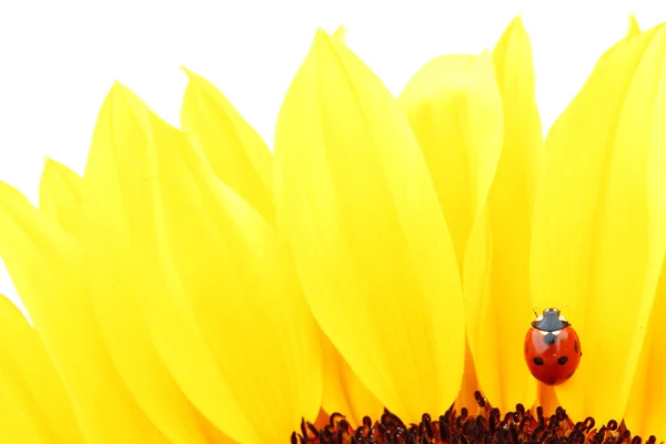 Biedronka na słonecznik — Zdjęcie stockowe