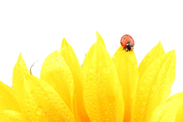 Ladybug on sunflower — 스톡 사진