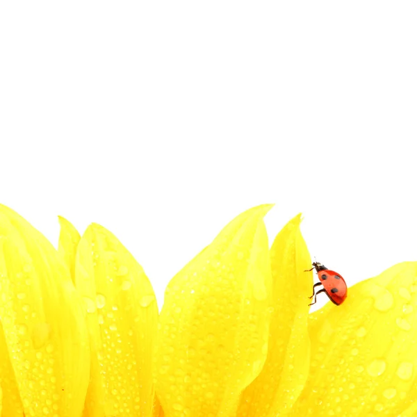 Kumbang pada bunga matahari — Stok Foto