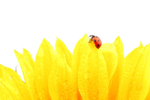 Ladybug on sunflower — Stock Fotó