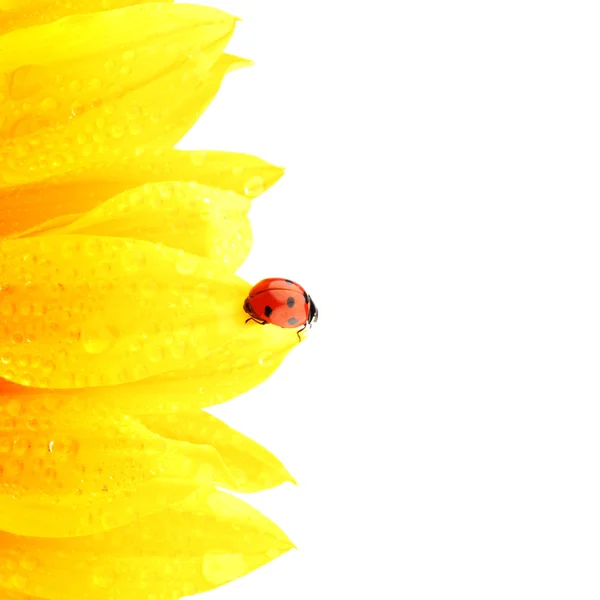 Ladybug on sunflower — Stock Fotó