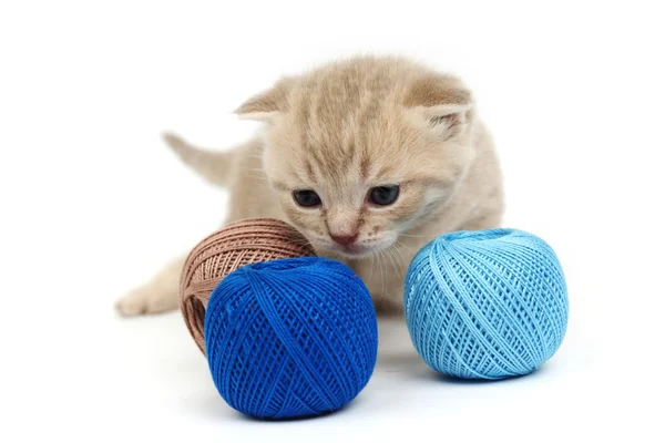 Gato y bola de lana azul —  Fotos de Stock