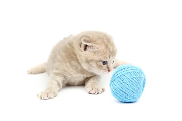 Kat en blauw wol bal — Stockfoto