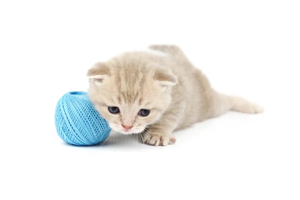 猫とブルーの羊毛ボール — ストック写真