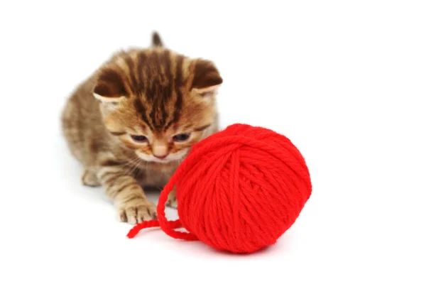Кіт і червона вовняна куля — стокове фото