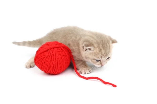 Katt och röda ull bollen — Stockfoto