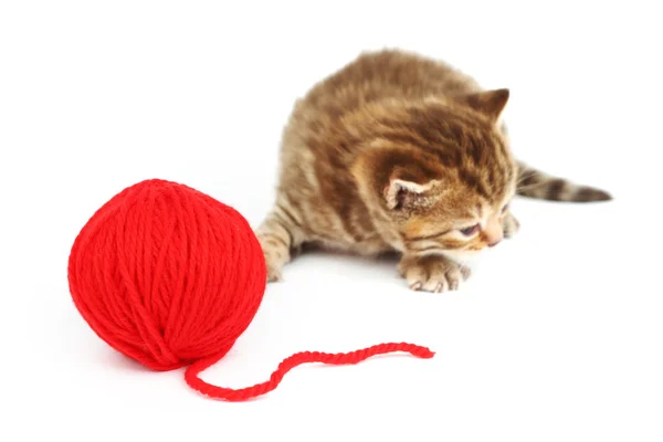 Kot i czerwona piłka wełny — Zdjęcie stockowe