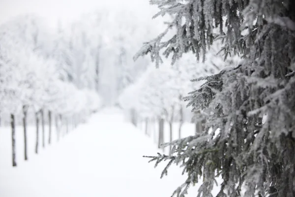 Зимние деревья — стоковое фото
