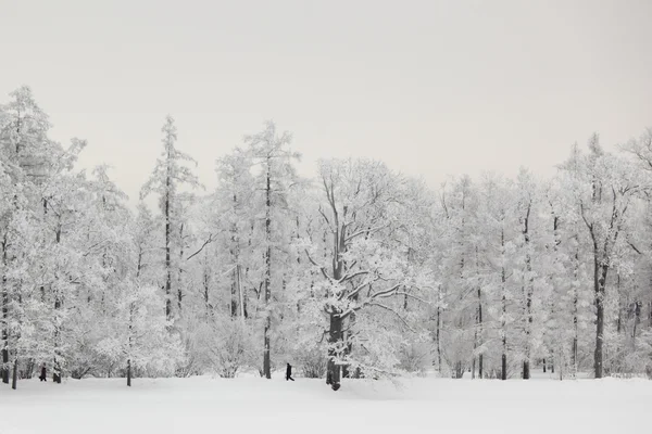 冬季树木 — 图库照片