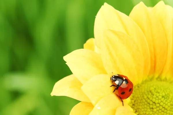 Marienkäfer auf gelber Blume — Stockfoto