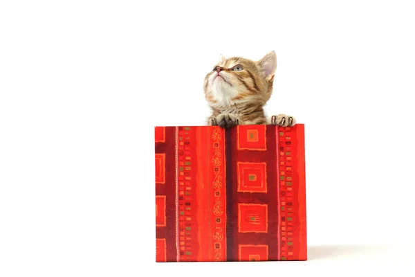 Cat in gift box Royalty Free Stock Images