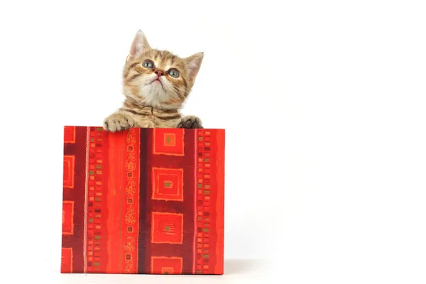 Cat in gift box Stock Image
