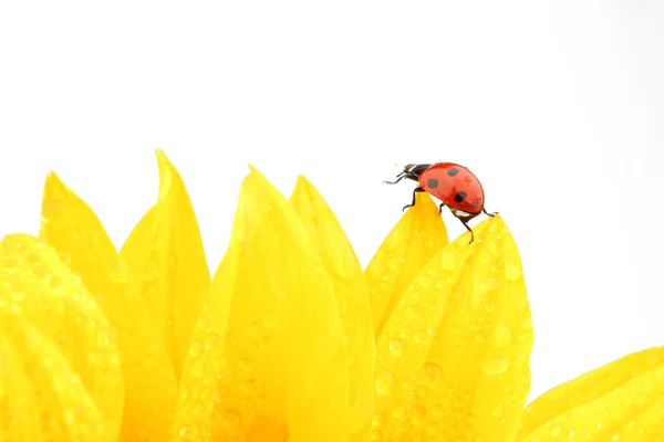 Ladybug on sunflower Stock Image