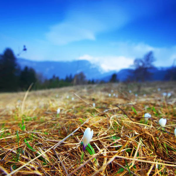 Tavaszi Alpok — Stock Fotó