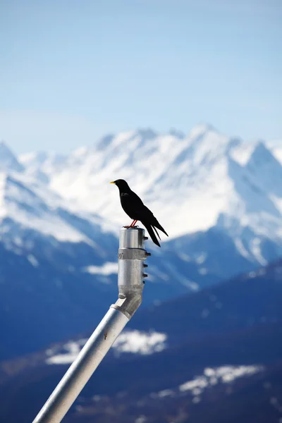 Mountains starling bird — Stock Photo, Image