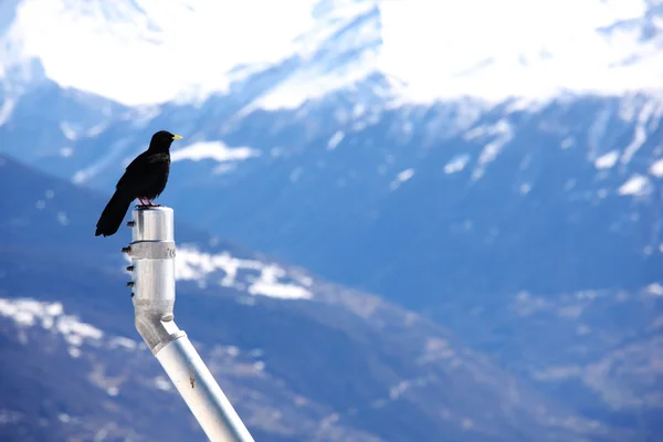 Dağlar sığırcık kuşu — Stok fotoğraf