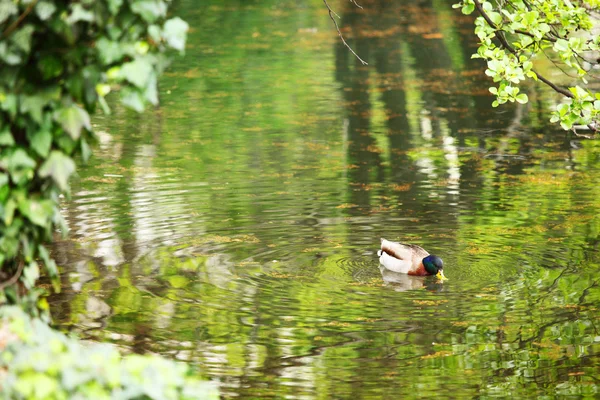 Canard dans un étang — Photo