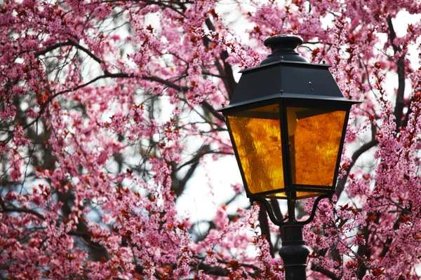 Lanterna em lilás — Fotografia de Stock