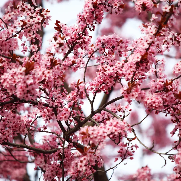 핑크 sacura — 스톡 사진