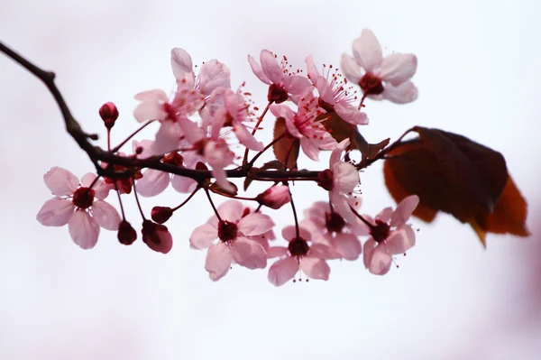 Sacura roz — Fotografie, imagine de stoc