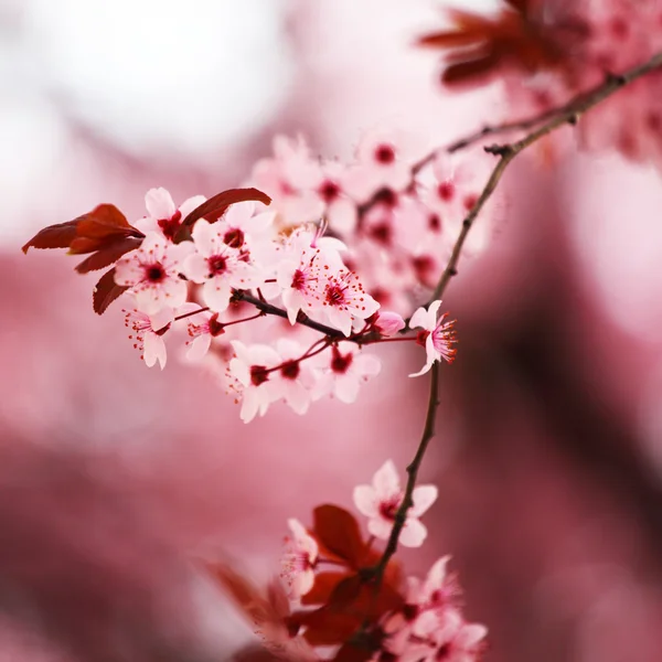 핑크 sacura — 스톡 사진