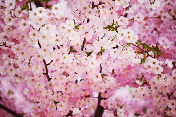 Розовая сакура — стоковое фото