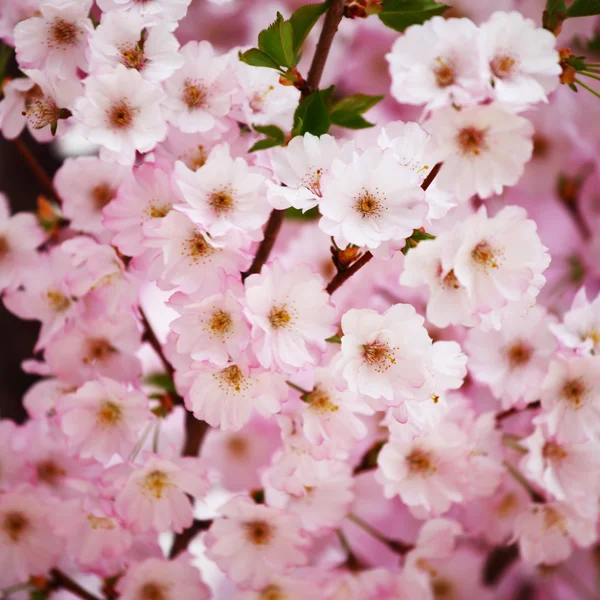 粉红色 sacura — 图库照片