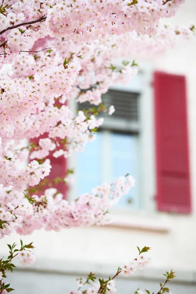 Рожевий Сакура — стокове фото