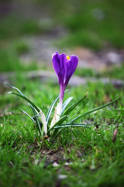 春の花 — ストック写真