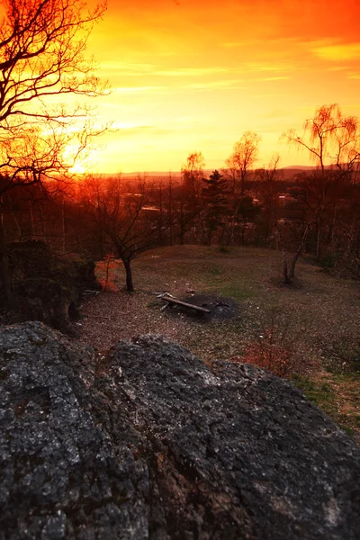 Spring forest sunrise — Stok Foto