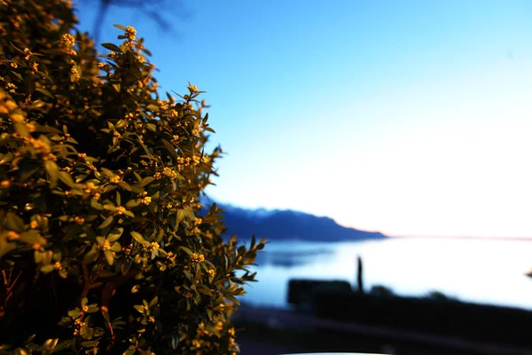 日内瓦湖 — 图库照片