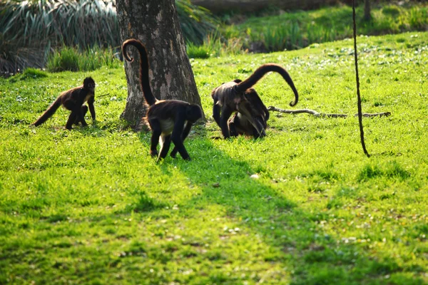 Зоопарк обезьян — стоковое фото