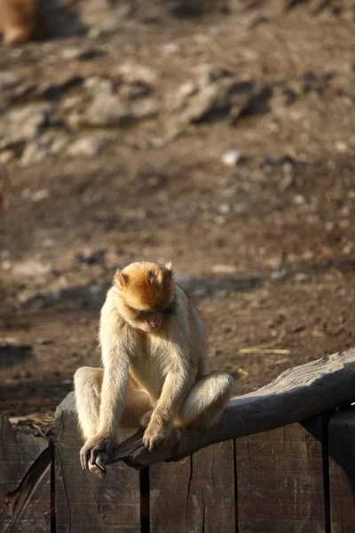 Majmok állatkert — Stock Fotó