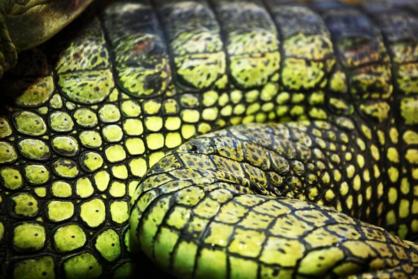 Гавайский крокодил — стоковое фото