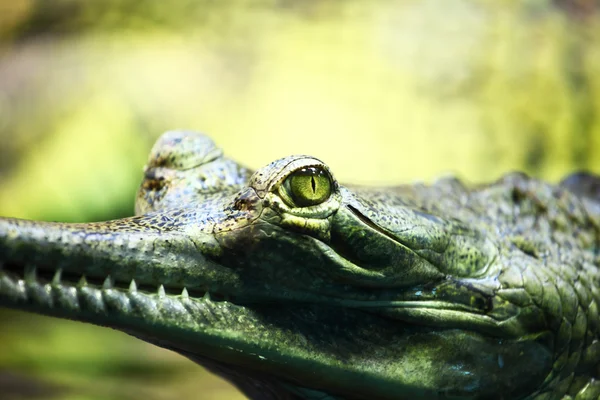 Gavial 鳄鱼 — 图库照片