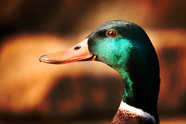 Duck portait — Stock Photo, Image