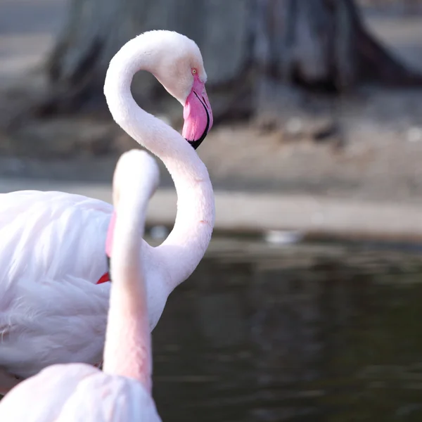 Flamingo — Fotografia de Stock