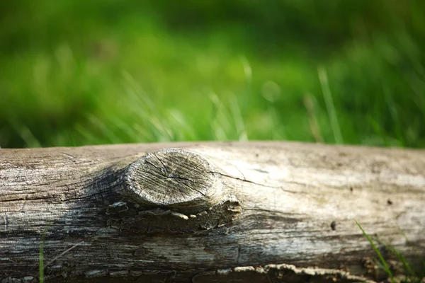 Hout in gras — Stockfoto