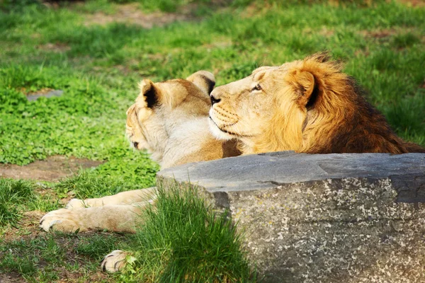 stock image Lion