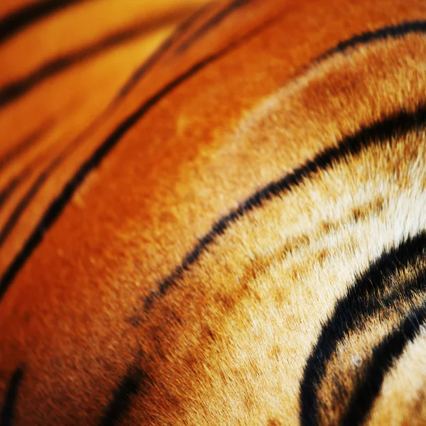 Tigre — Photo