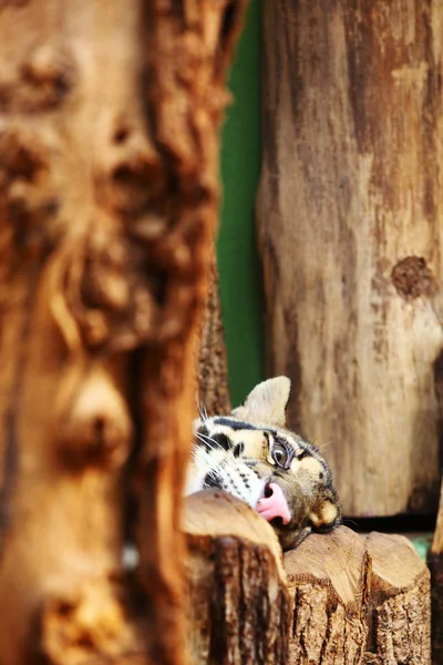 เสือใกล้ชิด — ภาพถ่ายสต็อก