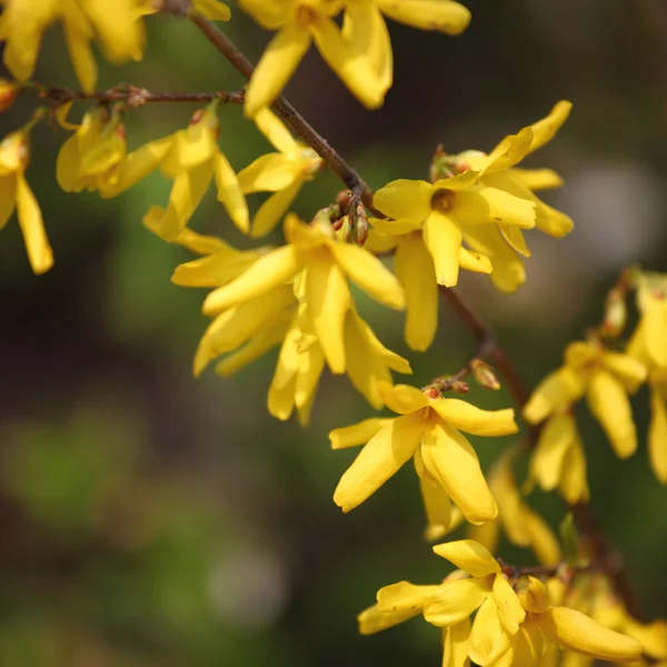 stock image Yellow flower