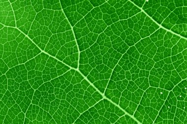 Green leaf clipart