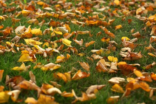 Folhas na grama — Fotografia de Stock