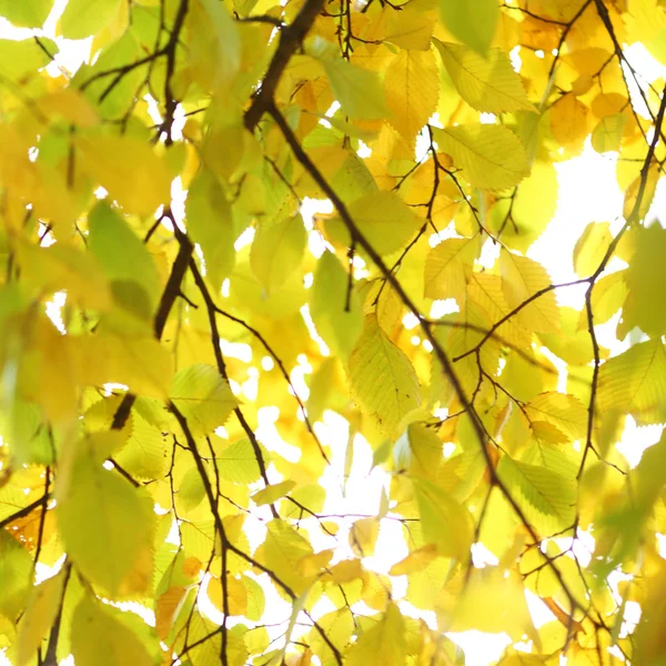 Podzimní listy zblízka — Stock fotografie